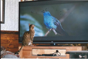 My Bengal Cat watching Nat Geo Wild on TV