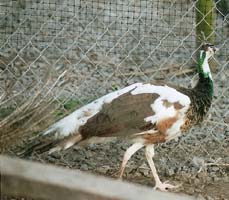 Peafowl - Green Java Pied