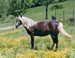 2 year old mountain Horse Filly